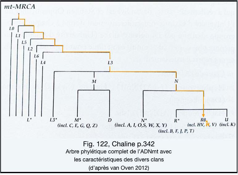 Arbre phylétique complet de l'ADNmt avec les caractéristiques des divers clans - Association des familles Dubois